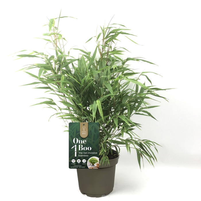 <h4>Fargesia 'One Boo' P17</h4>