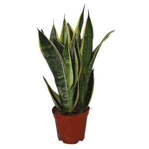 Sansevieria  'Star Canary'