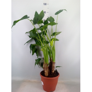 Alocasia cucullata