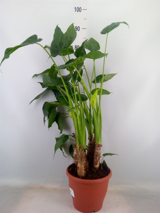 <h4>Alocasia cucullata</h4>