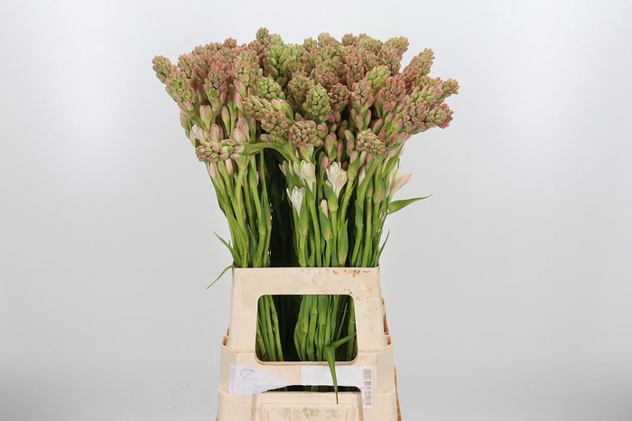 <h4>Polianthus Tubarosa</h4>