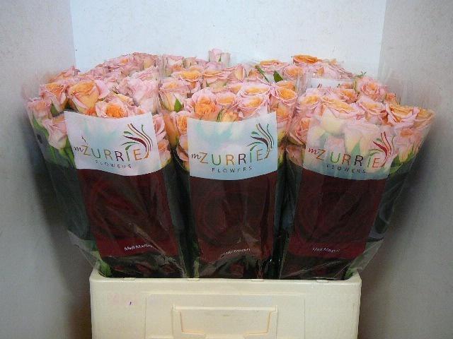 <h4>R TR SUNDIAL</h4>