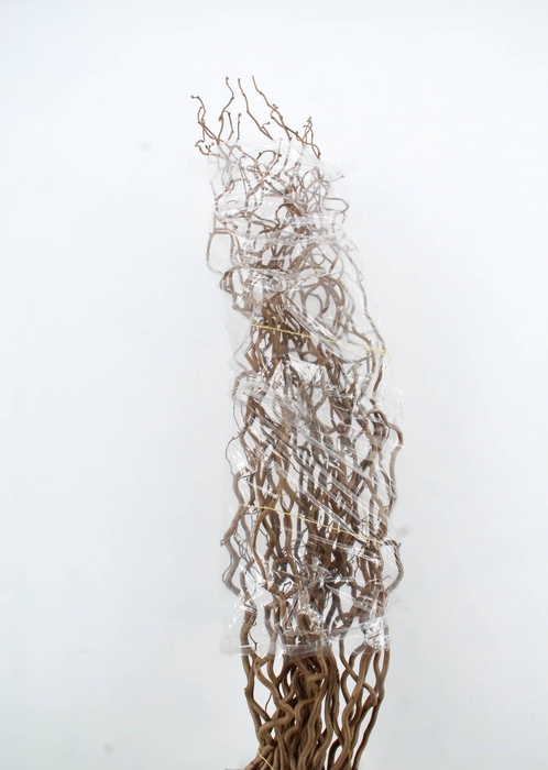 <h4>CORYLUS AV CONTORTA 1 JARIG</h4>