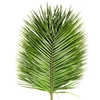 PHOENIX ROEBELINII 60 CM RIO PALMS