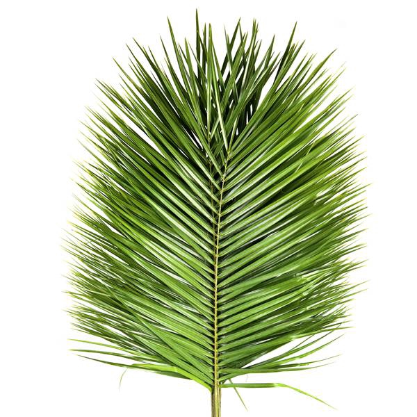 PHOENIX ROEBELINII 60 CM RIO PALMS
