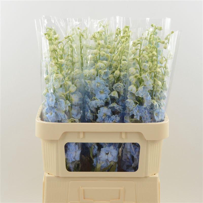 <h4>Delphinium Boy</h4>