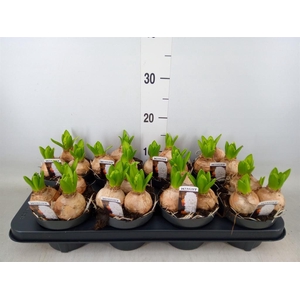 Hyacinthus orie. 'Pearl White'