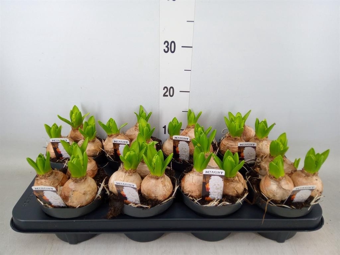 <h4>Hyacinthus orie. 'Pearl White'</h4>