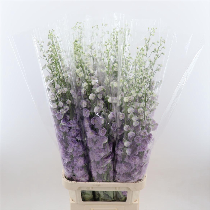 <h4>Delphinium double Delp Pink P</h4>