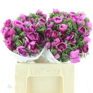 Anem Co Fstar B Cerise Super