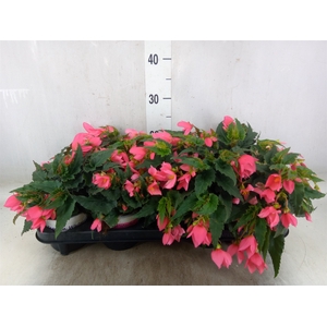 Begonia boliv. 'Angel Pink'