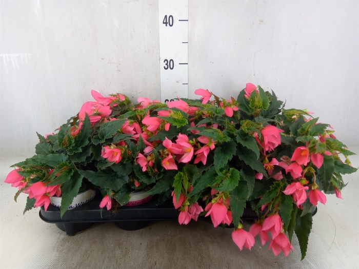 <h4>Begonia boliv. 'Angel Pink'</h4>