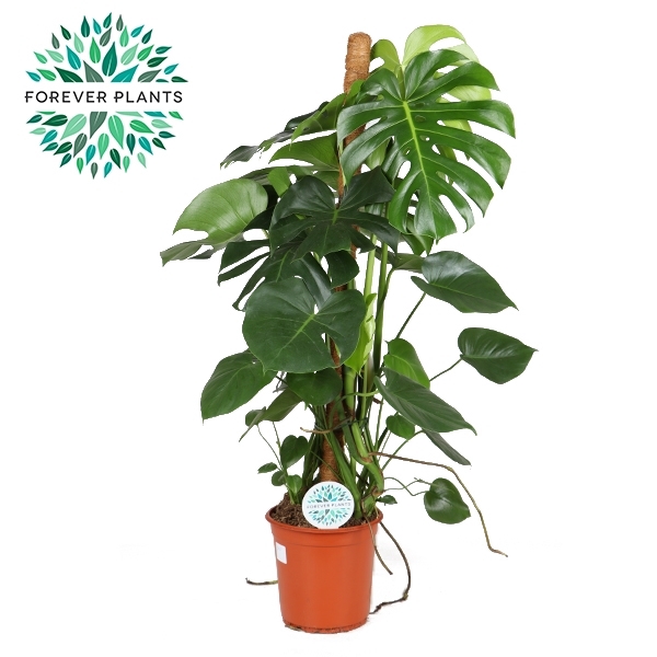 <h4>Monstera Deliciosa MOSSTOK p24</h4>