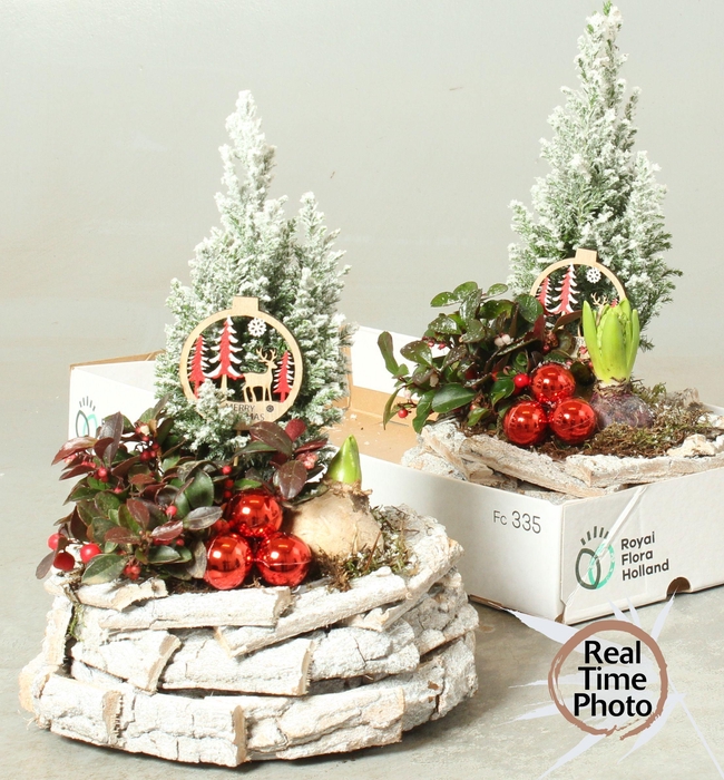 <h4>ARR TUINPLANTEN</h4>