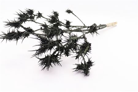 <h4>Bunch Eryngium Slv 200g L60</h4>