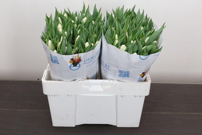 <h4>Tu En White Prince</h4>