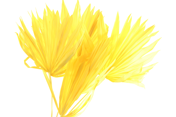 <h4>Palm Sun Yellow</h4>