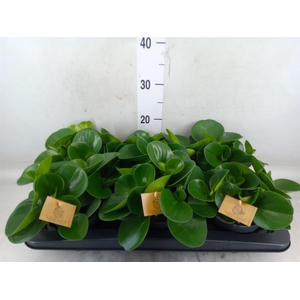 Peperomia obt. 'Green Gold'