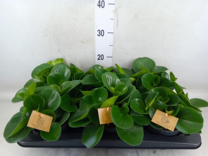 <h4>Peperomia obt. 'Green Gold'</h4>