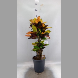 Codiaeum var. KL 'Mrs Iceton'
