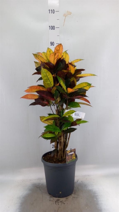 <h4>Codiaeum var. KL 'Mrs Iceton'</h4>