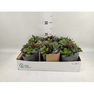 Arr.   Kamerplant Groen L%