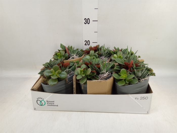 <h4>Arr.   Kamerplant Groen L%</h4>