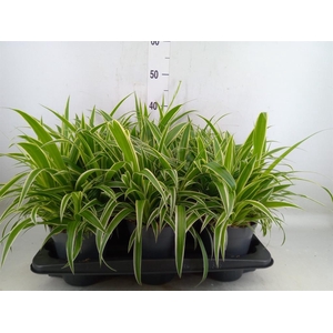Chlorophytum com. 'Ocean'