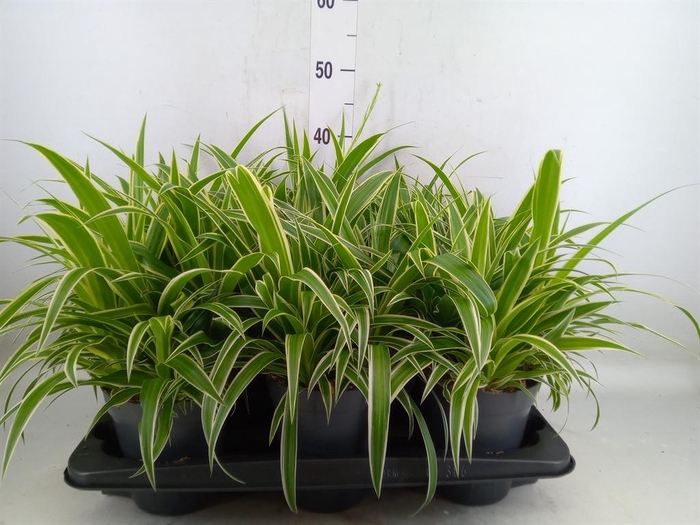 <h4>Chlorophytum com. 'Ocean'</h4>