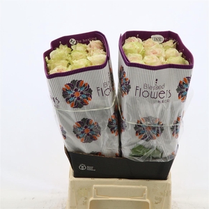 Rosa gr Pink Mondial