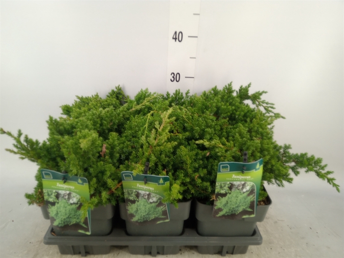 <h4>Juniperus procumbens 'Nana'</h4>