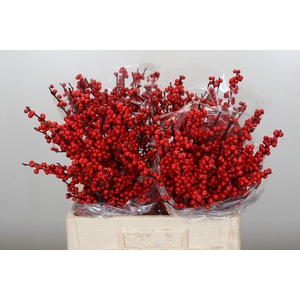 Ilex Rood