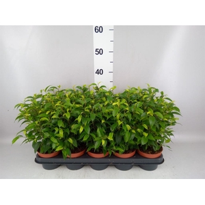 Ficus benja. 'Natasja'