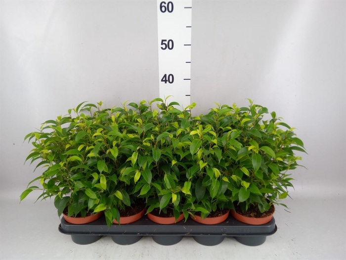 <h4>Ficus benja. 'Natasja'</h4>