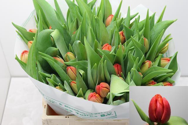 <h4>TU DU CORAL SUNSET</h4>