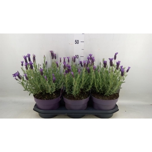 Lavandula stoec. 'Anouk'