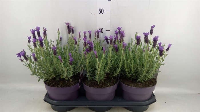 <h4>Lavandula stoec. 'Anouk'</h4>