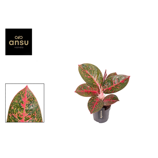 <h4>Aglaonema Red Sprinkles</h4>