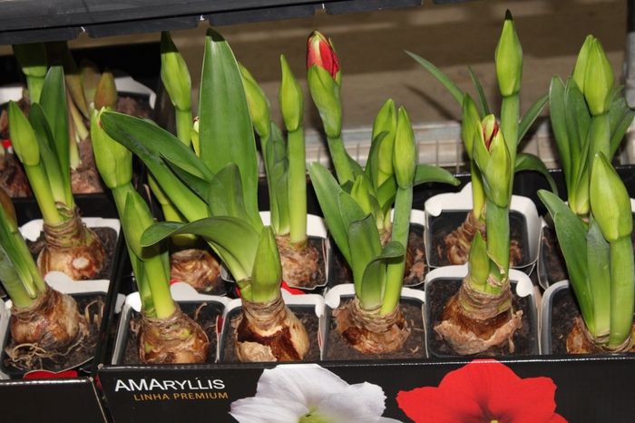 <h4>AMARYLLIS P14 VERMELHO MIN 2 HT</h4>