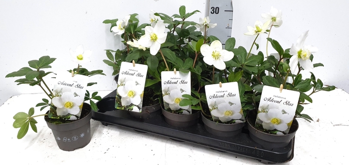 <h4>HELL NI CHR CAROL</h4>