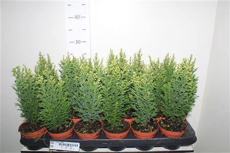 <h4>Cham L Snow White</h4>