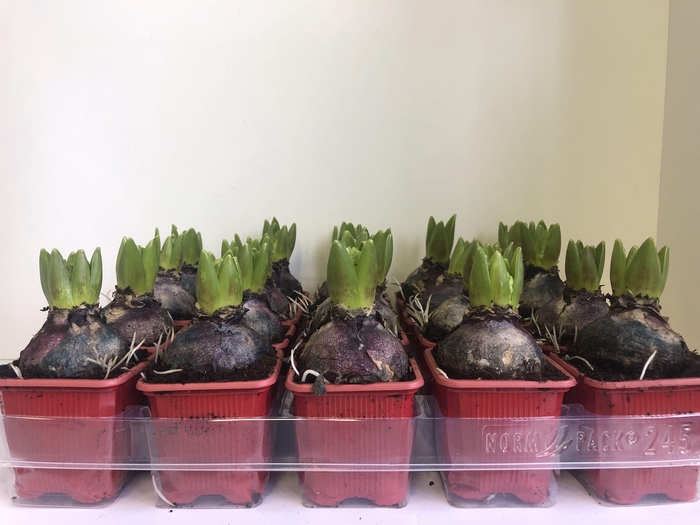 <h4>7 cm Hyacint Jan Bos zonder etiket</h4>