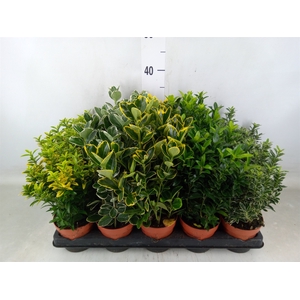 Euonymus japon.   ...mix