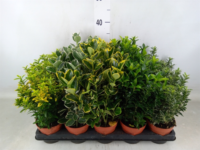<h4>Euonymus japon.   ...mix</h4>