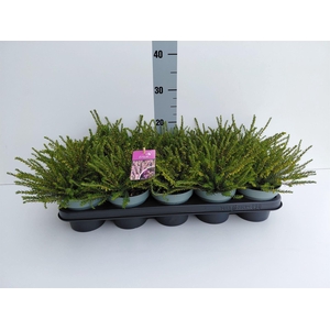 Erica darley. 'Darley Dale'