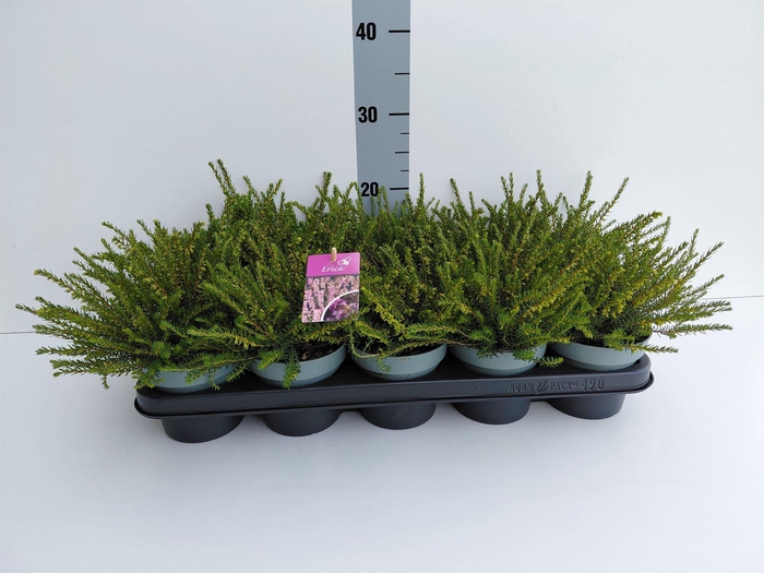 <h4>Erica darley. 'Darley Dale'</h4>