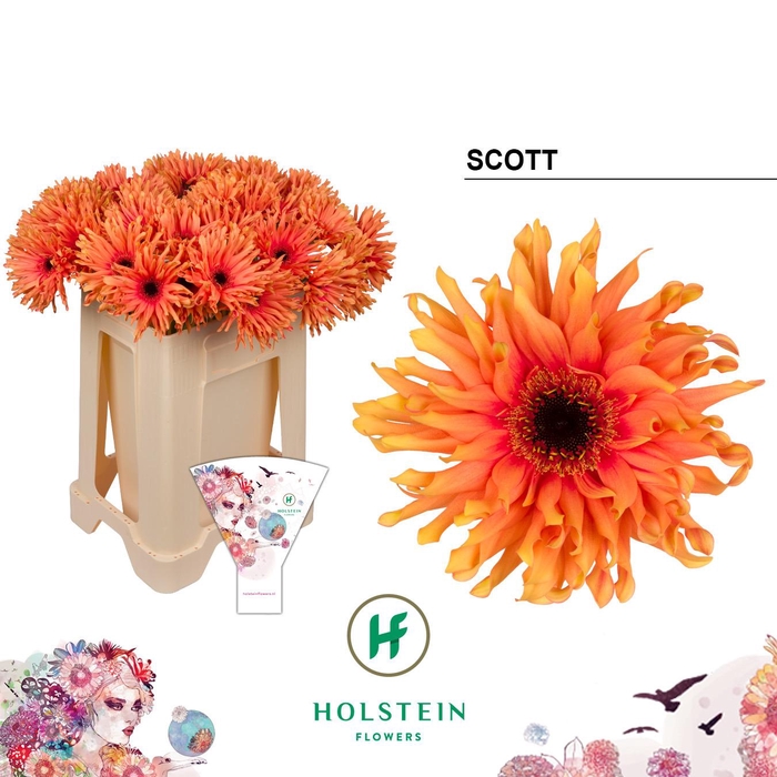 <h4>Gerbera Pasta Scott Water</h4>
