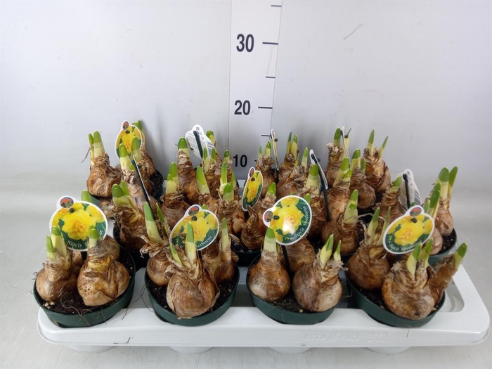 <h4>Narcissus   ...</h4>