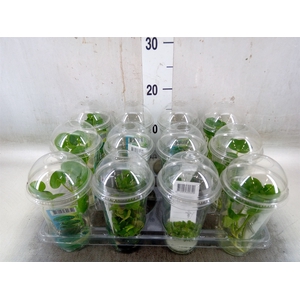 Waterplanten   ...mix