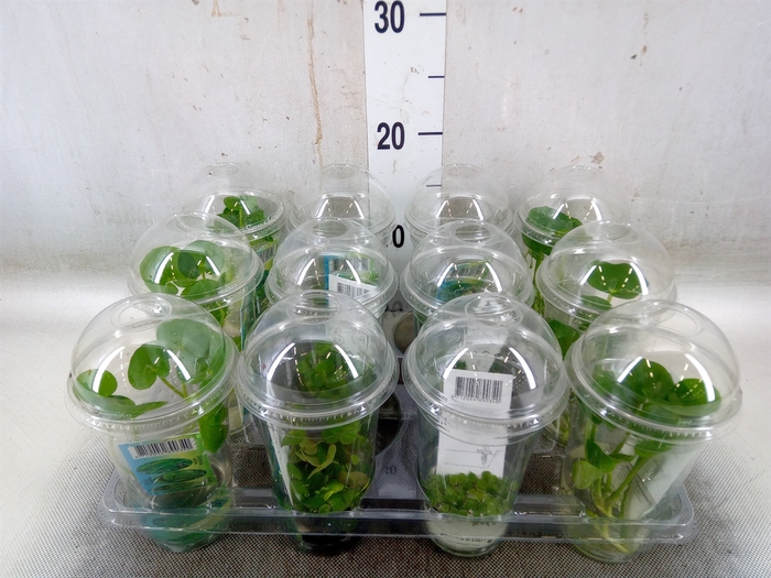 <h4>Waterplanten   ...mix</h4>